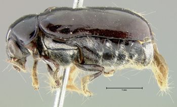 Media type: image;   Entomology 7416 Aspect: habitus lateral view